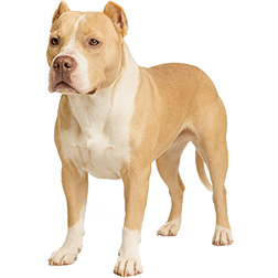 Classic Bully Dog